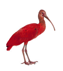 Scarlet Ibis - Eudocimus ruber