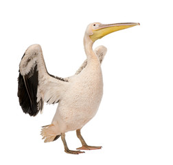 White Pelican - Pelecanus onocrotalus (18 months)