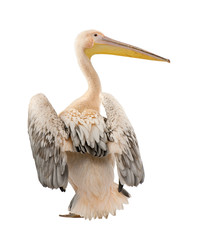 White Pelican - Pelecanus onocrotalus (18 months)