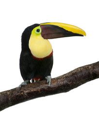 Chestnut-mandibled Toucan - Ramphastos swainsonii (3 years)