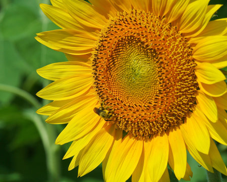 sunflowerbee