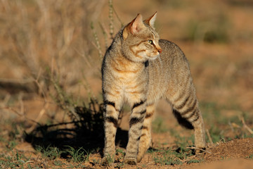 Fototapeta premium African wild cat (Felis silvestris), Kalahari, South Africa