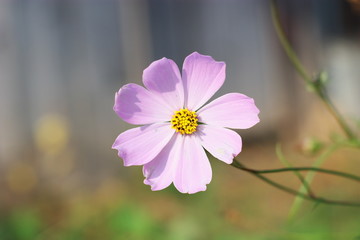 Pink cosmos