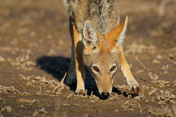 Black-backed Jackal (Canis mesomelas), South Africa
