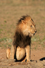 African lion (Panthera leo), Kalahari desert, South Africa