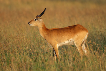 Naklejka na ściany i meble Male red lechwe antelope (Kobus leche), southern Africa