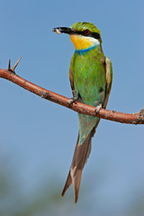 Swallow-tailed bee-eater (Merops hirundineus), South Africa