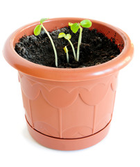 Papaya sprouts in a flower pot