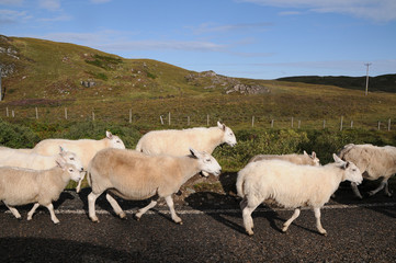 schafe schottland highlands schäfchen