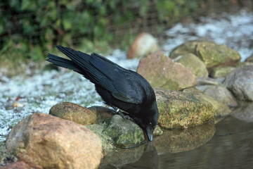 Fototapeta premium Vogel