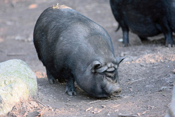 Wildschwein