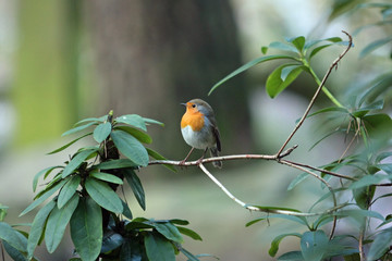 Vogel