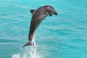 Türaufkleber Delphin Tümmler © Duncan Noakes