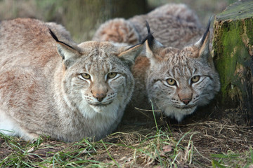 Luchs