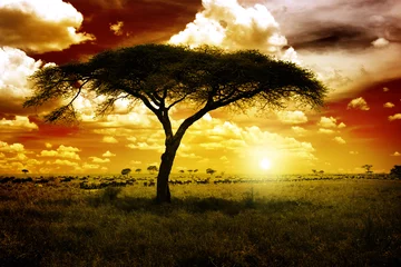 Foto auf Acrylglas Afrika Afrika Sonnenuntergang