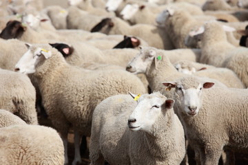 Obraz premium sheeps