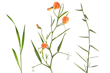 Vetch with flowers and grass isolated on white background