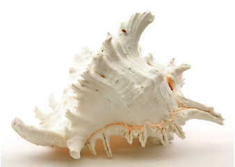 Beautiful seashell with large spires and lovely colors.