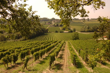 Fototapeta na wymiar Bordeaux winnic