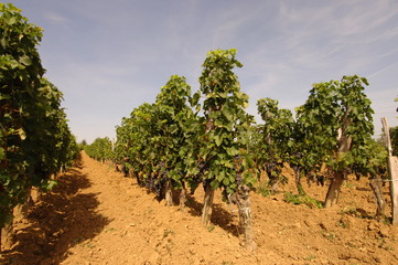 Fototapeta na wymiar vigne bordelaise