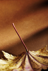dried leaf