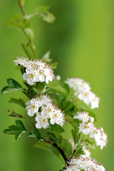 Blooming
