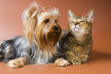 Dog of breed Yorkshire terrier and cat
