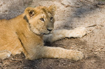 Young lioness