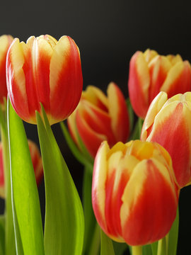 tulpe