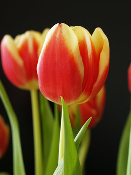 tulpen