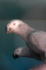 gray parrots