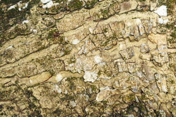 Aged tree bark texture