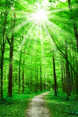Wall murals Road in forest nature. path in forest with sunshine