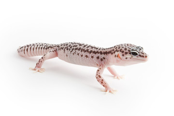 Leopard Gecko