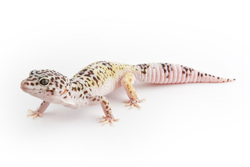 Leopard Gecko