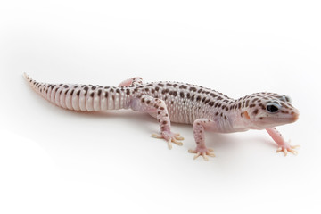 Leopard Gecko