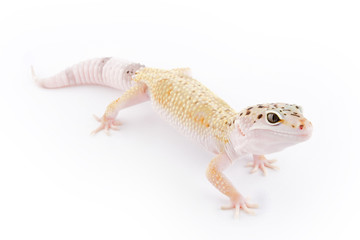 Leopard Gecko
