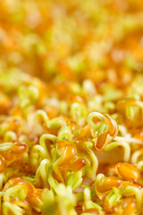 Cress sprouts, vertical