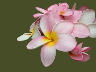 Frangipani