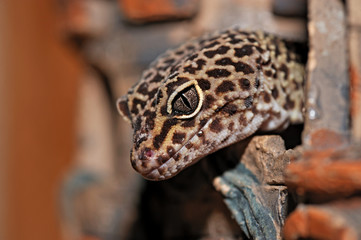 Lizard