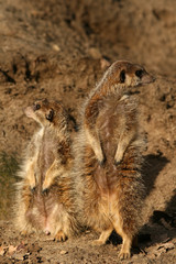 Obraz premium Two meerkats looking in different directions