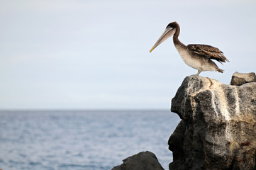 Fototapeta na wymiar A pelican is looking at the ocean