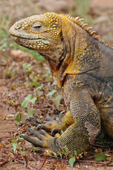 Fototapeta premium Rare Land iguana from Galapagos