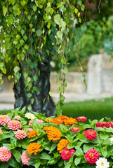 Garden Selective Focus