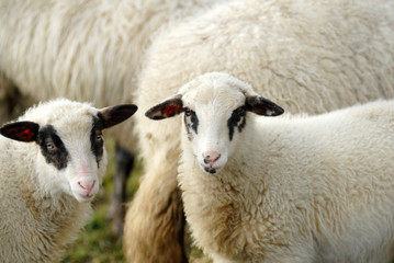 hausschaf, Domestic sheep, Ovis orientalis aries