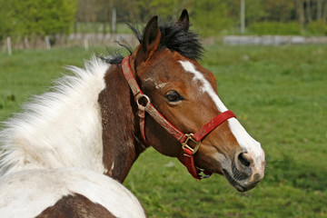Obraz na płótnie Canvas Araber-Pferd, Arabian horse