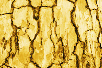 yellow bark background