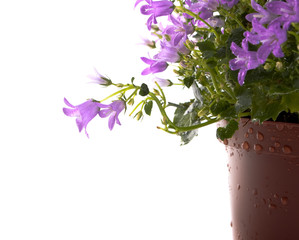 pot of violet flowers