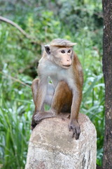 Macaque