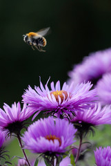 biene, bienen, honigbiene